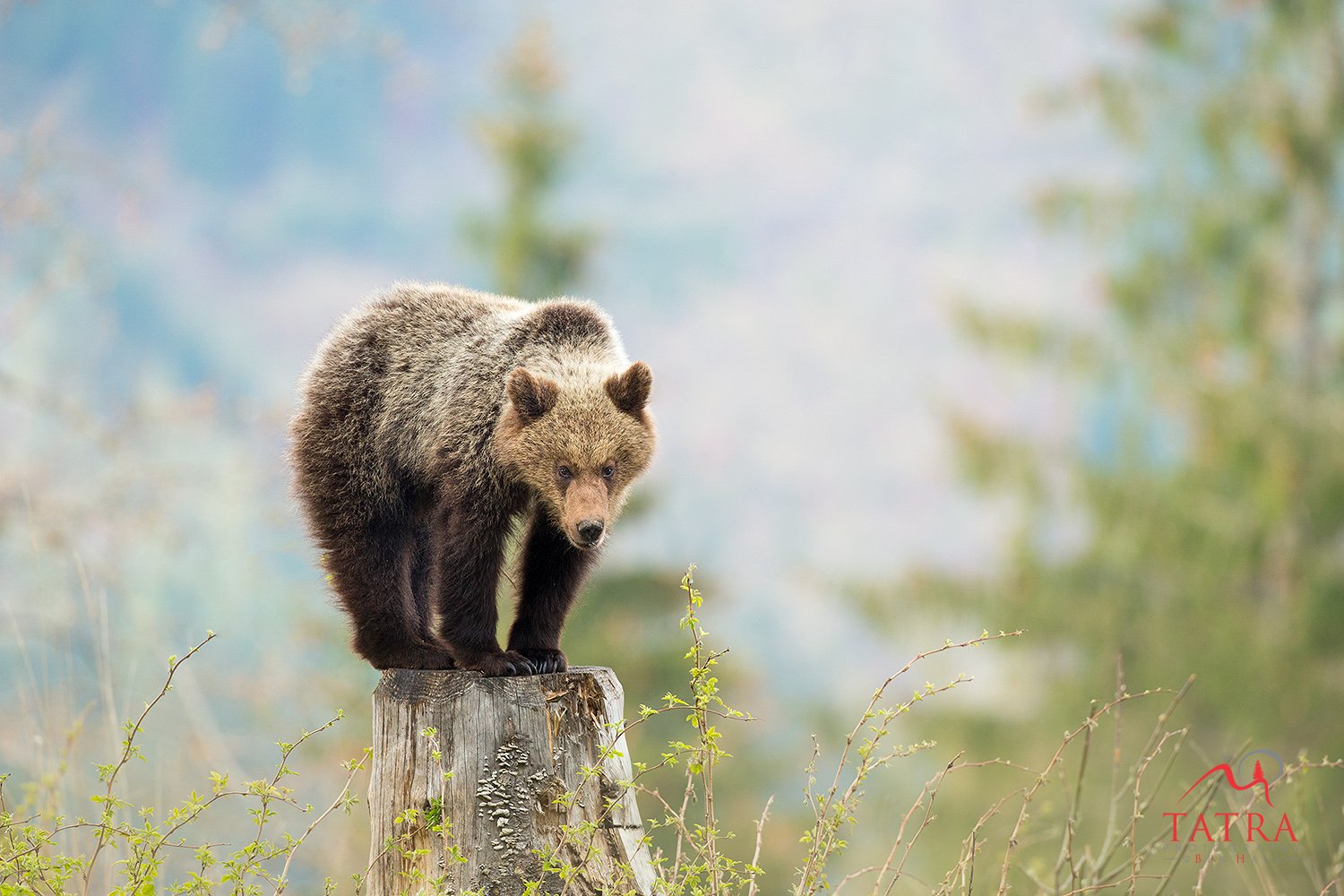 Wild Brown Bears Cub3