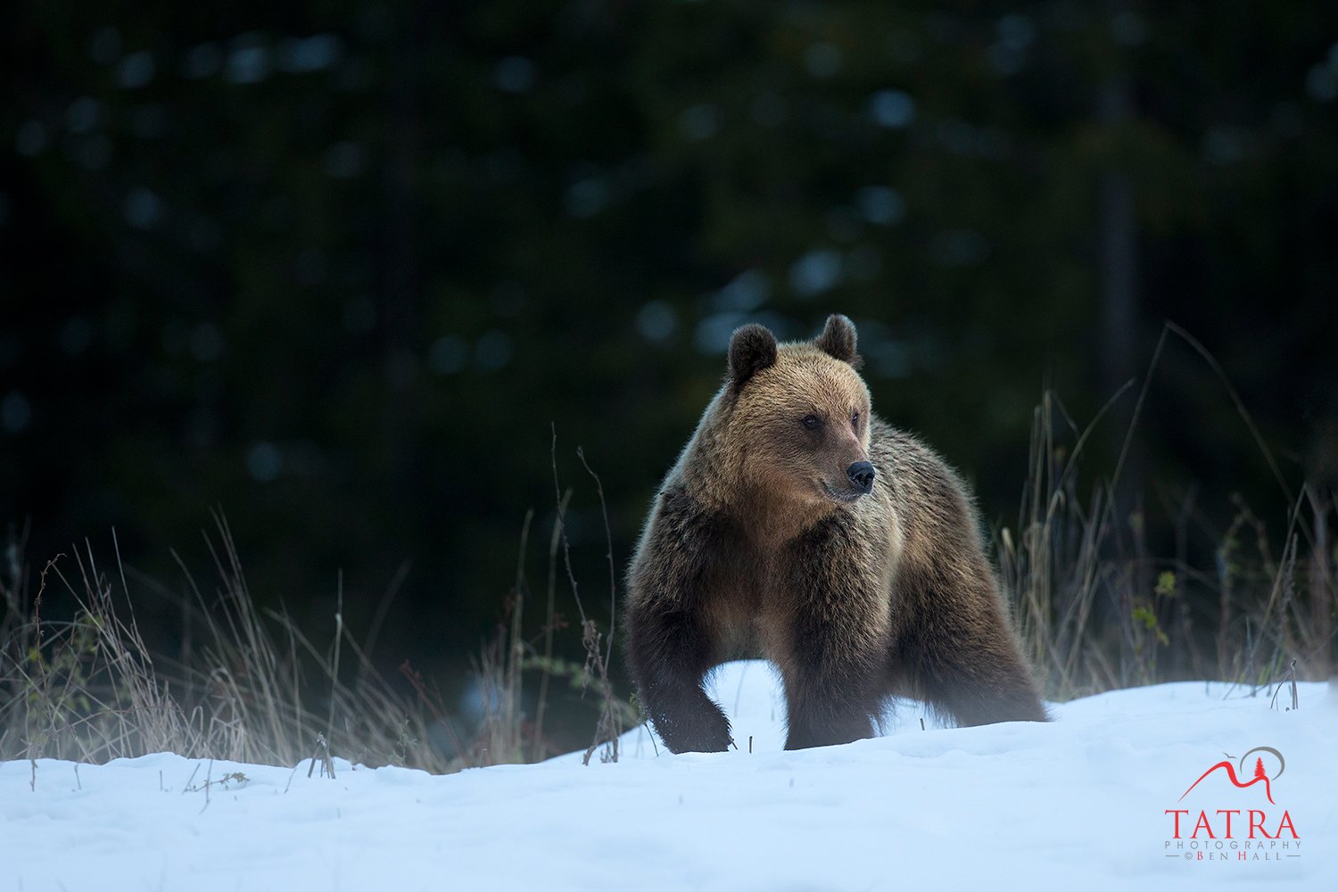 Wild Brown Bears Female4