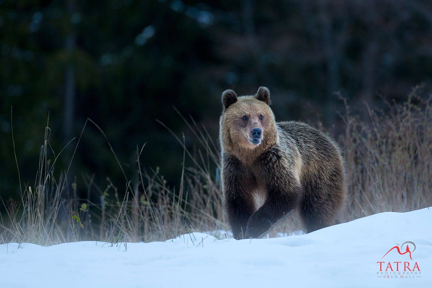 Wild Brown Bears Female5