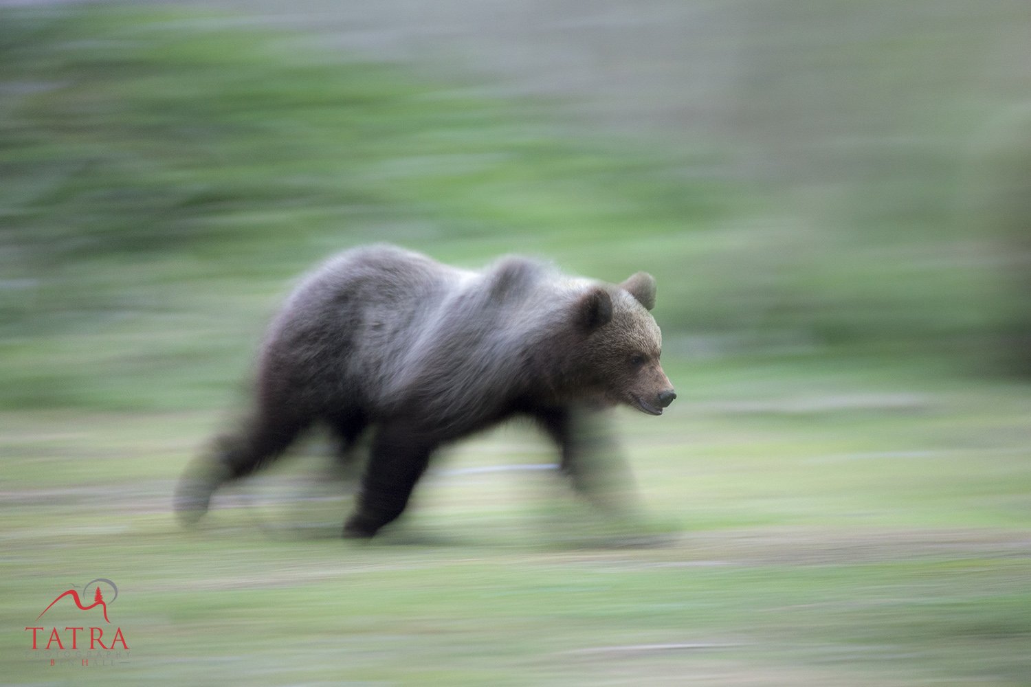 Wild Brown Bears Cub4