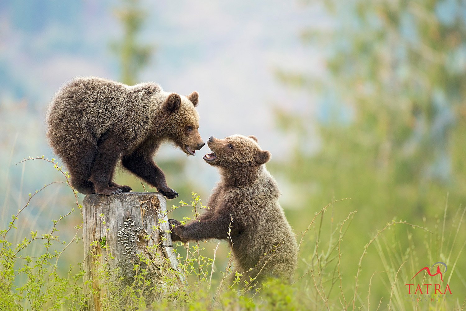 Wild Brown Bears Cub5