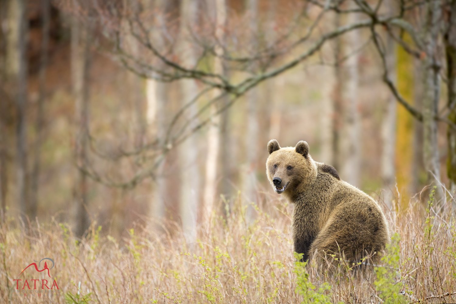 Wild Brown Bears female6