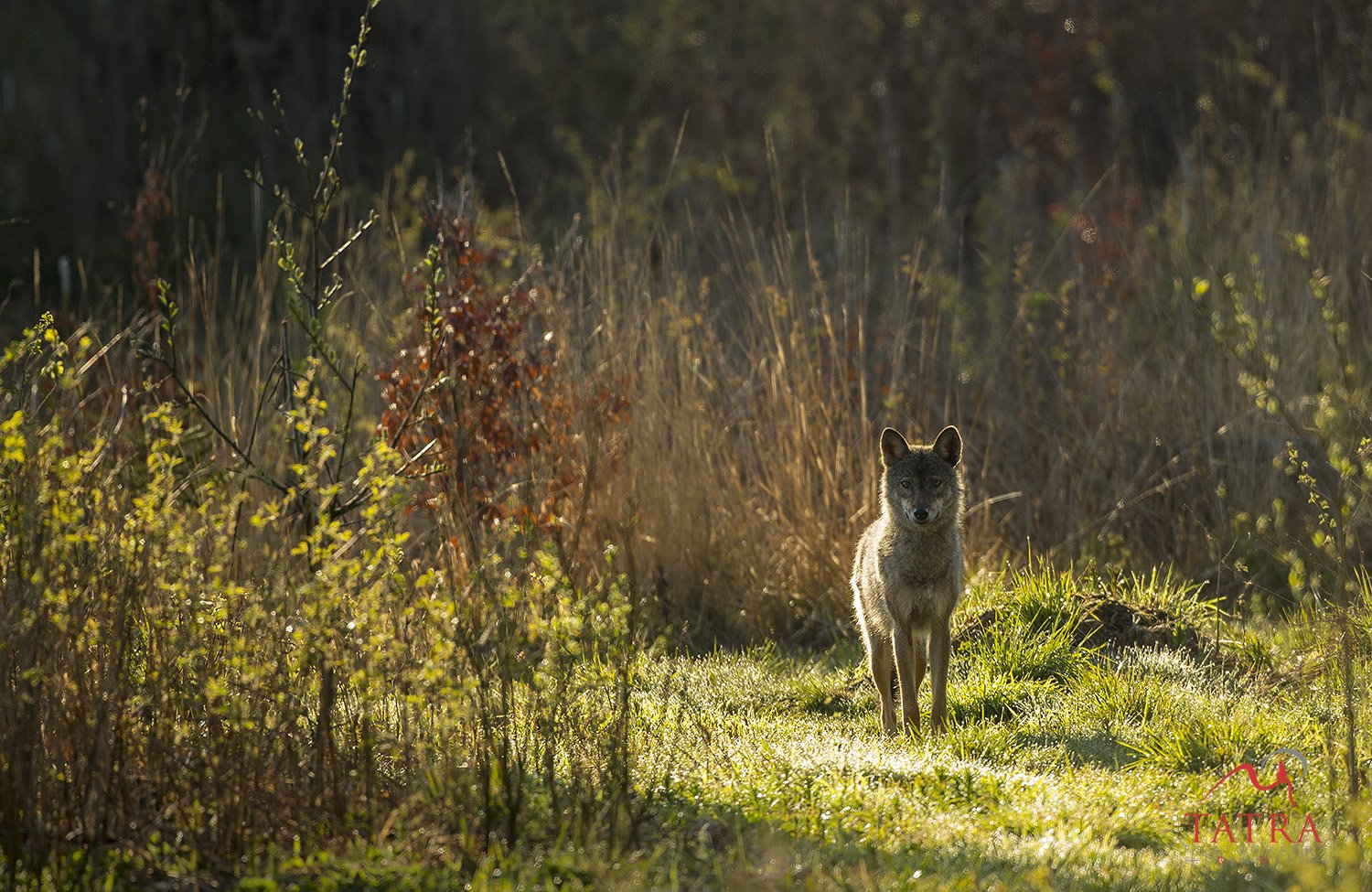 Wild Brown Bears wolf