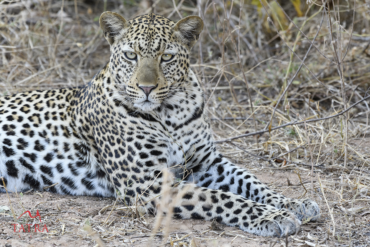 South Luangwa Valley, Zambia