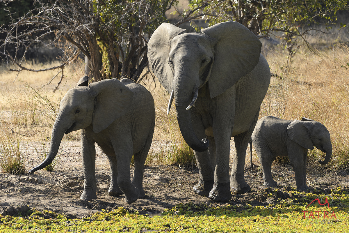 South Luangwa Valley, Zambia