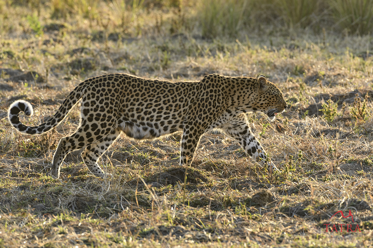 South Luangwa Valley, Zambia