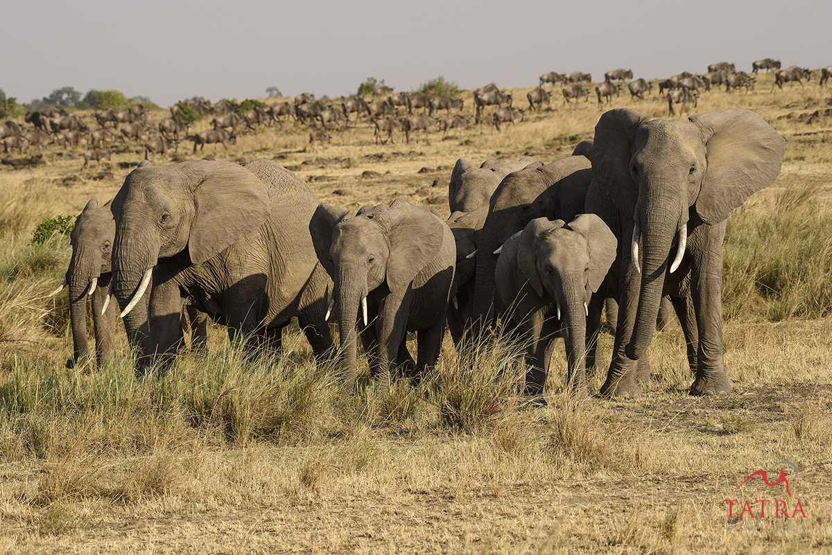 Migration Masai Mara16