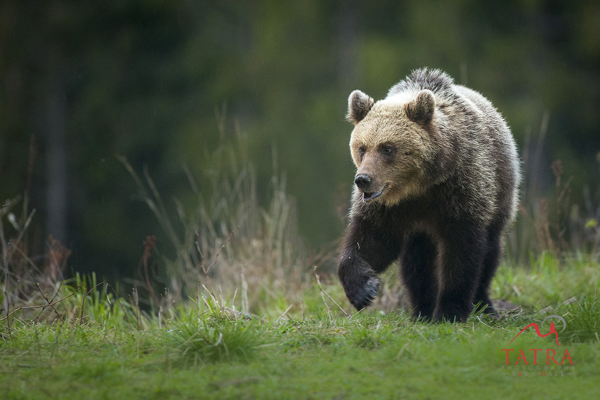 Wild-Brown-Bears13