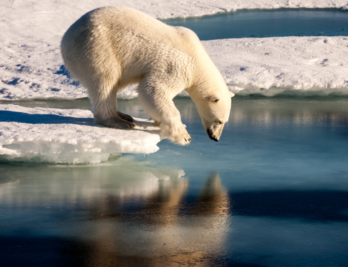 Wrangel Island Expedition / Russia