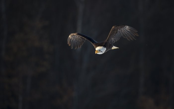 bald eagle in flight